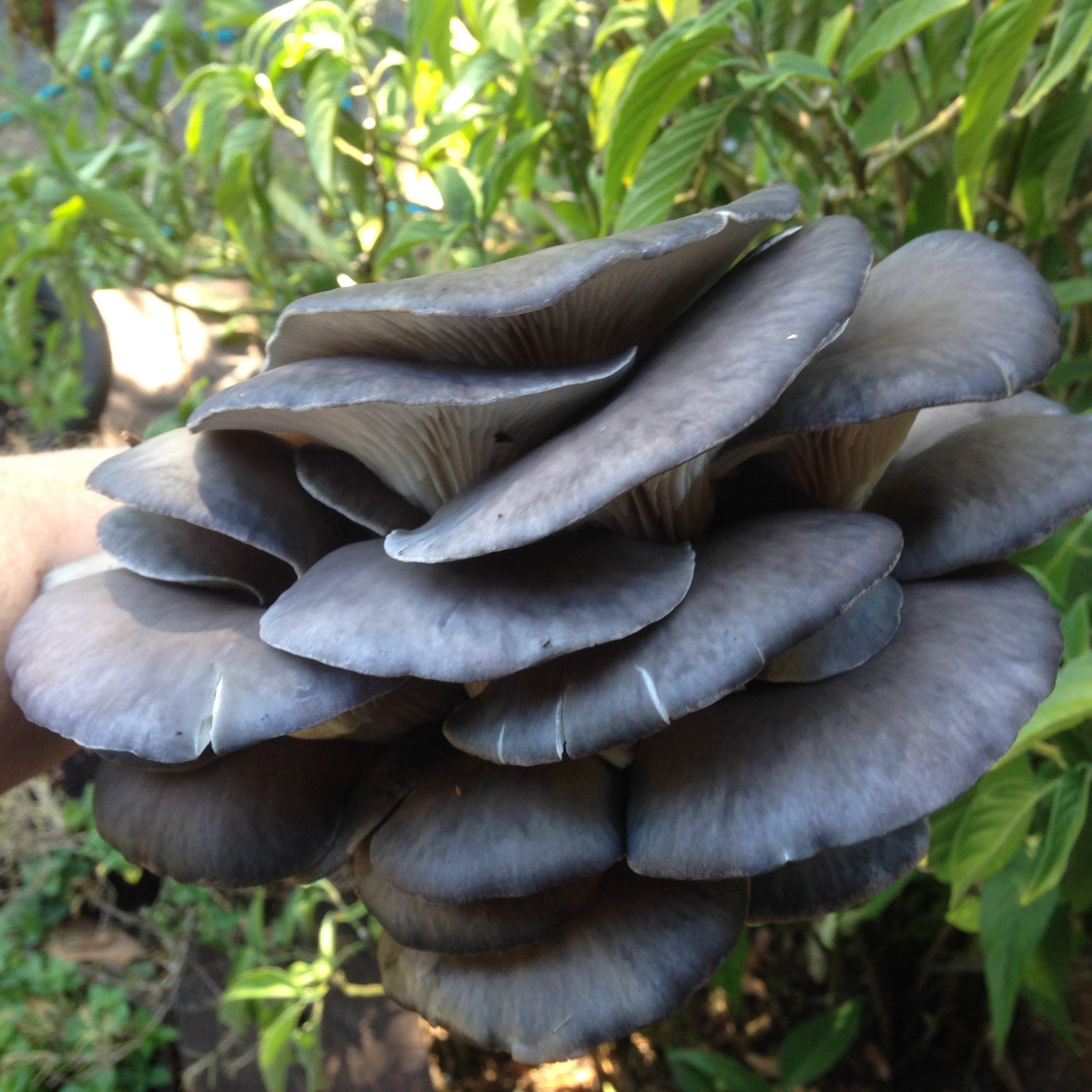 Picture of Fungi 2