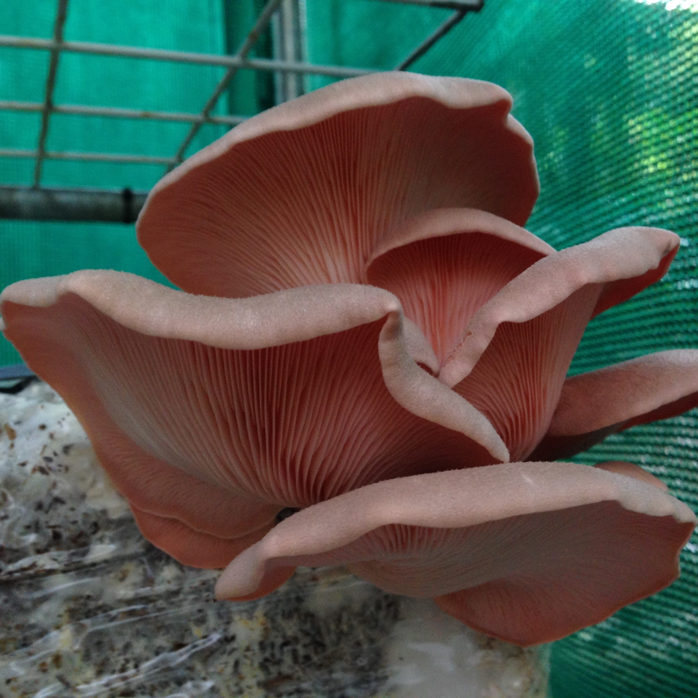 Picture of Fungi 3